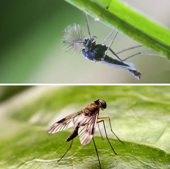 狠毒“秋蚊”再出沒,這也是氣象搗的鬼?