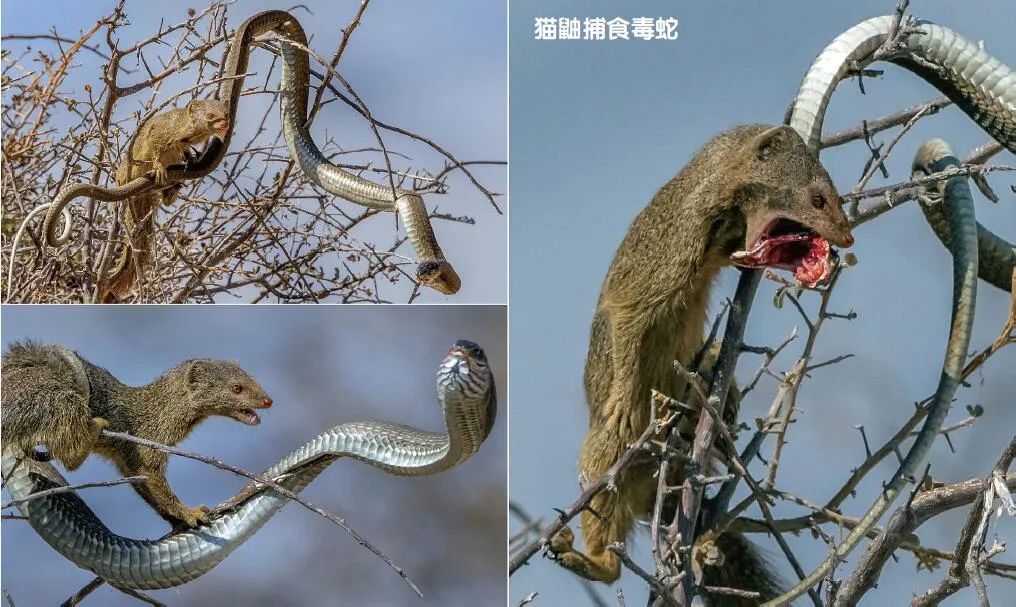 自然界的“解毒大師”中誰(shuí)最強(qiáng)？