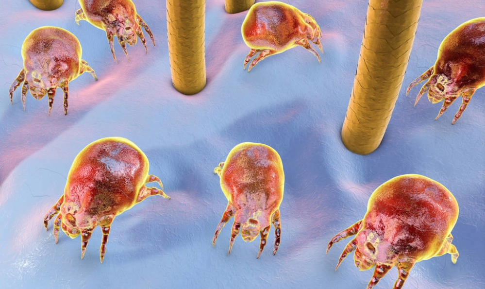 螨蟲對人體有什么危害?