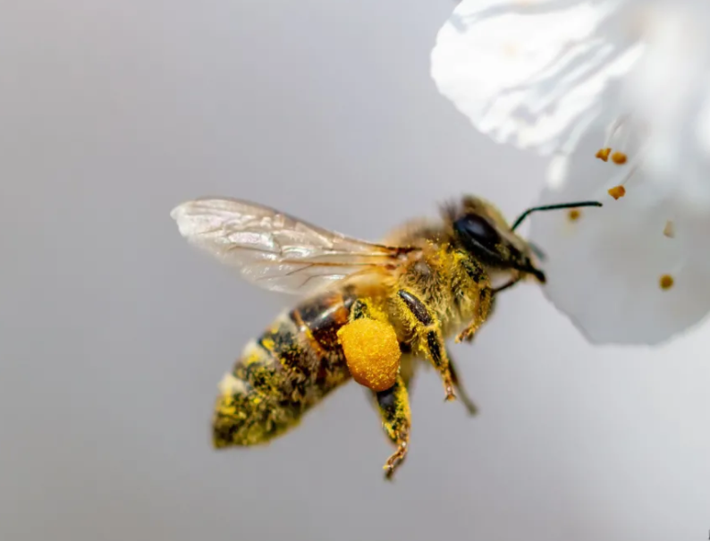  常見(jiàn)的哪些蜂是有毒的？