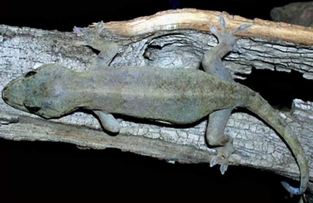 常說壁虎咬了無藥治,壁虎真的有毒嗎?