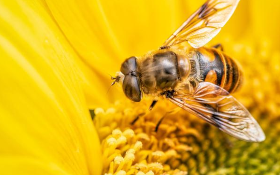 蜜蜂為什么蟄完人就會(huì)死？會(huì)死為什么還要蜇人？