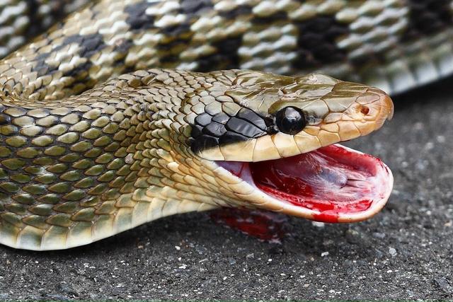 百毒不侵,為什么有些動物能夠以"毒物"為食?