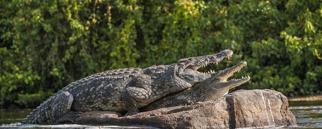 為了順利交配繁殖,動物們在求偶的過程中會進行哪些舉動?